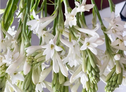 augmented_Polianthes tuberosa flower10_flipped_ud.jpeg